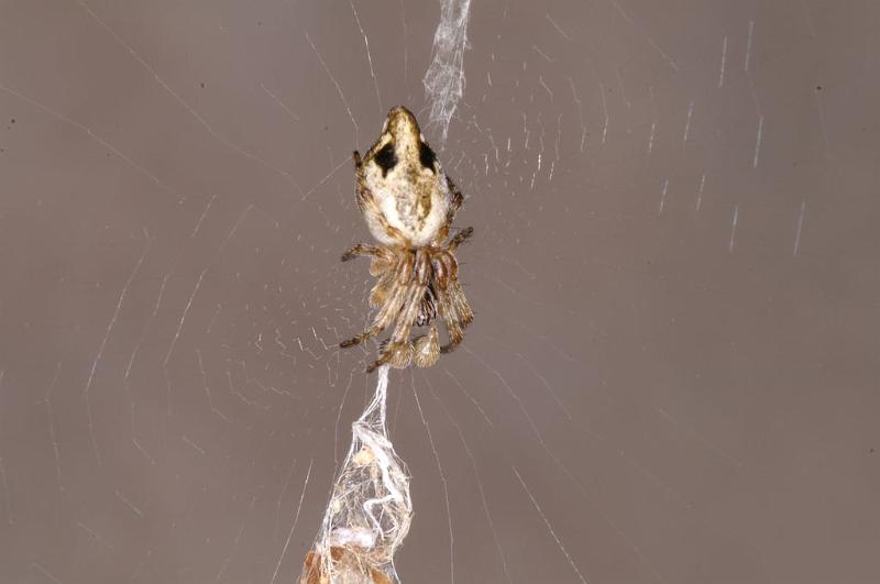 Cyclosa_conica_D8273_Z_90_Les Gris_Frankrijk.jpg